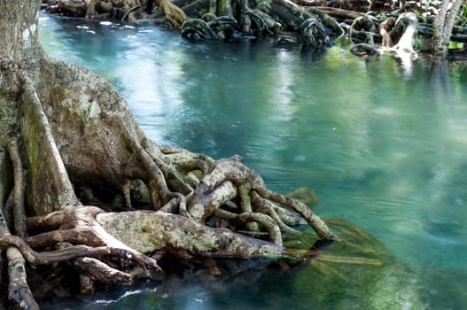 natural tree roots at Tapom two water canal in krabi, thailand