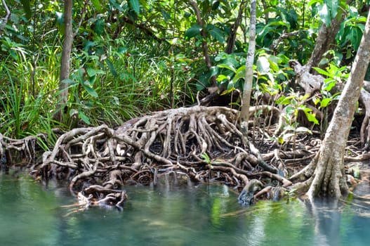 natural tree roots at Tapom two water canal in krabi, thailand