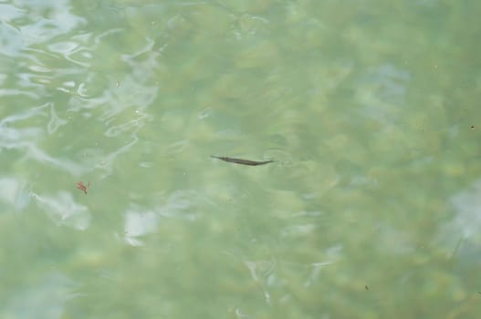 Xenentodon cancila fish in clear water