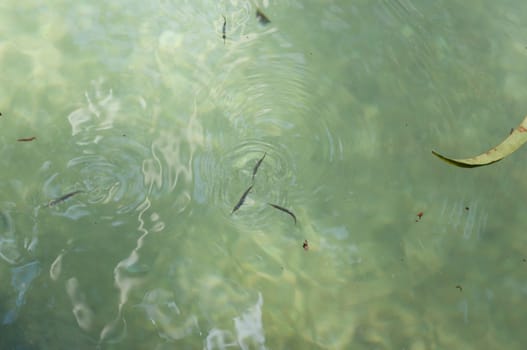 Xenentodon cancila fish in clear water