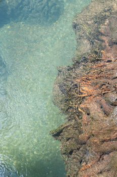 tree roots and clear water at Tapom two water canal in krabi, thailand