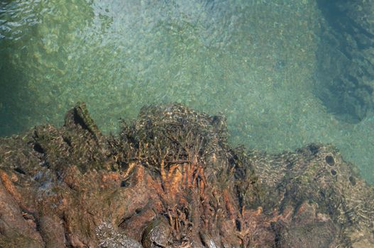 tree roots and clear water at Tapom two water canal in krabi, thailand