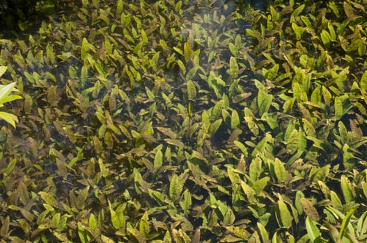 many of green water plant in nature