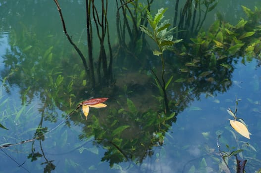 green water plant in nature