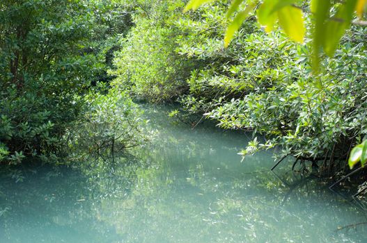 green water plant and tree in nature