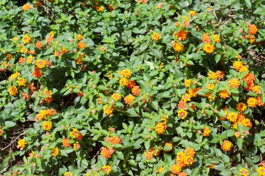 orange flower blossom on green plant in nature