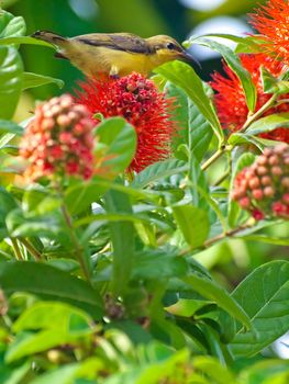 Olive-backed Sunbird (Cinnyris jugularis) standing on Thailand Powderpuff flower (Combretum constrictum)