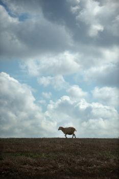 Sheep lonely walking through a field of grass