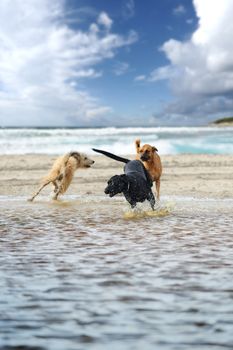 three dogs playing happily in the water