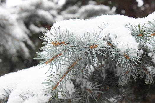 spruce tree branch at winter