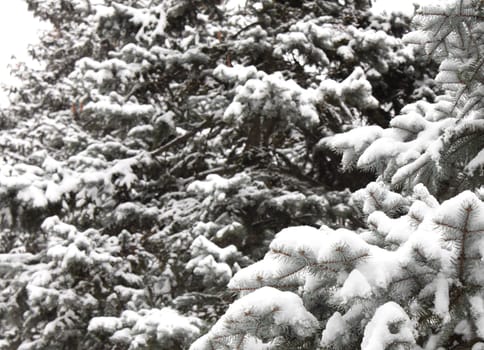 spruce tree branch at winter