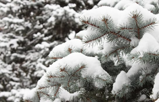 spruce tree branch at winter