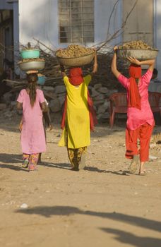 Indian teens carrying baskets containing camel dung for use as fuel at the Pushkar fair Rajasthan India