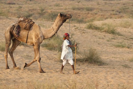 Camel herder arrives at the annual Pushkar Camel Fair in Rajasthan, India