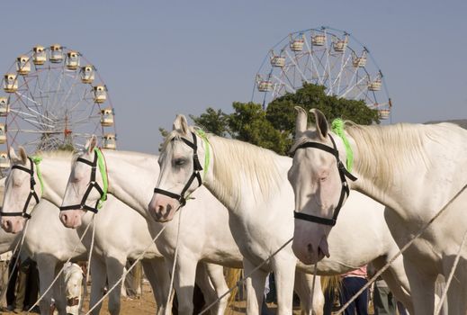 Row of white marwari stallions at the Pushkar Fair in Pushkar, Rajasthan, India