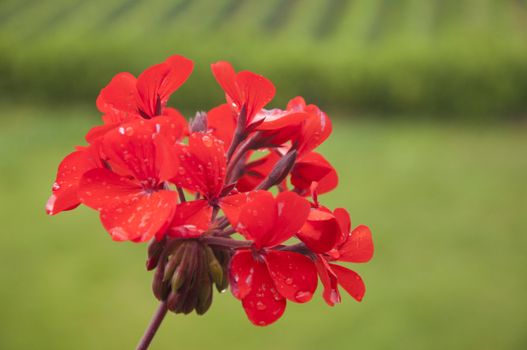 A beautiful red geranium against a vineyard