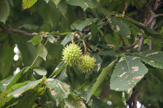 Horse Chestnut Tree in Switzerland