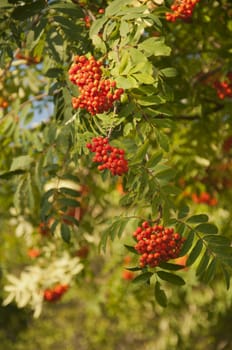 Pyracantha Firethorn Orange Berries in Switzerland