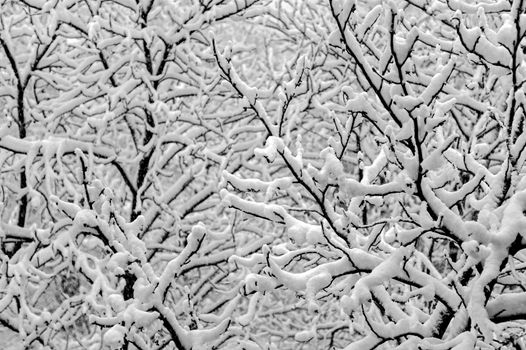 Background of tree branches covered under thick snow