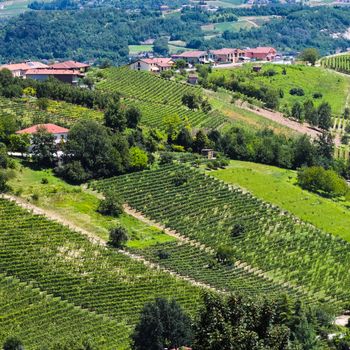 Tuscany vinetard landscape of Italy