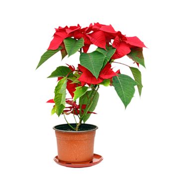 colorful poinsettia ( Euphorbia pulcherrima ) in a pot isolated over white background
