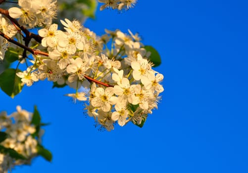 Springtime Cherry Blossom Blue sky background