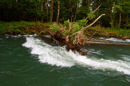 A very dangerous root-ball snag on a river rapids. This is what causes drownings and death by boaters on Oregon rivers.