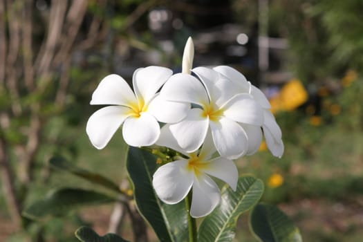 White Leelawadee flowers