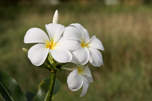 White Leelawadee flowers