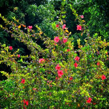 Hibiscus, Rosemallow flower on tree, Thailand