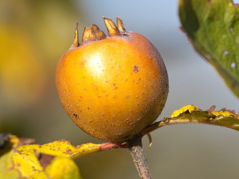  yellow medlar fruit on the treee