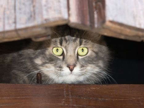 gray cat on the window