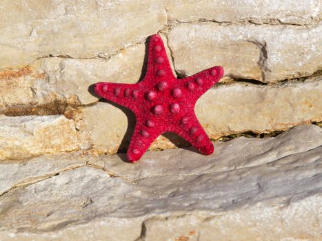 red starfish on the stones