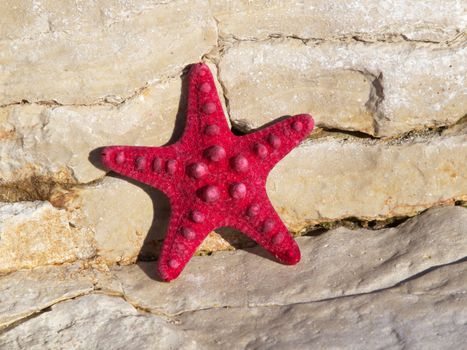 red starfish on the stone coast