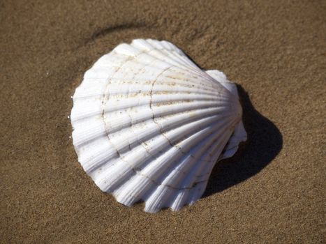 shell in the send on the beach near the sea