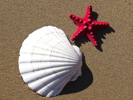 shell and red starfish on the sand beach