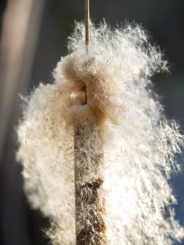 Close up of a dry cattail propagating its seeds