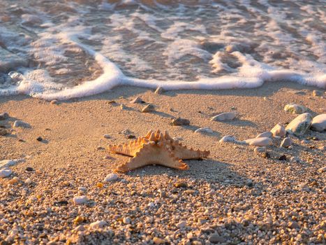 Summer vacations - starfish on sunset sea sand beach