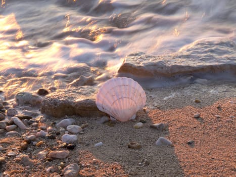 shell in the sea and golden sunset