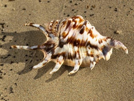 shell on the sand beach near the sea