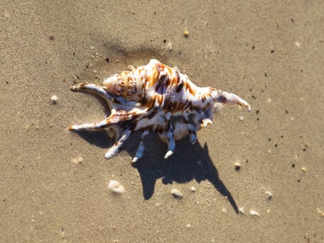 shell on the sand beach near the sea