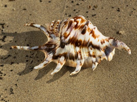 shell on the sand beach near the sea