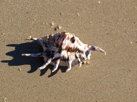 shell on the sand beach near the sea