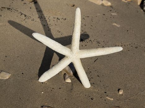 starfish on the sand beach near the sea