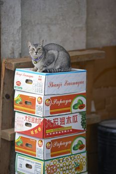 Cat sitting on top of a pile of boxes in Kowloon, Hong Kong