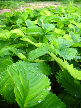 Photo of green background from leaves of a strawberry