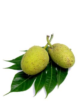 Breadfruit leaf isolated