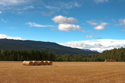 Mown field with harvested hay in bales. In the background, the mountains and the forest.