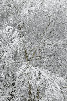 Snowy branches of a large tree