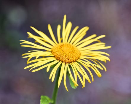 Closeup shot of a single yellow flower